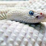 Дети belaja zmeja 150x150 Дети